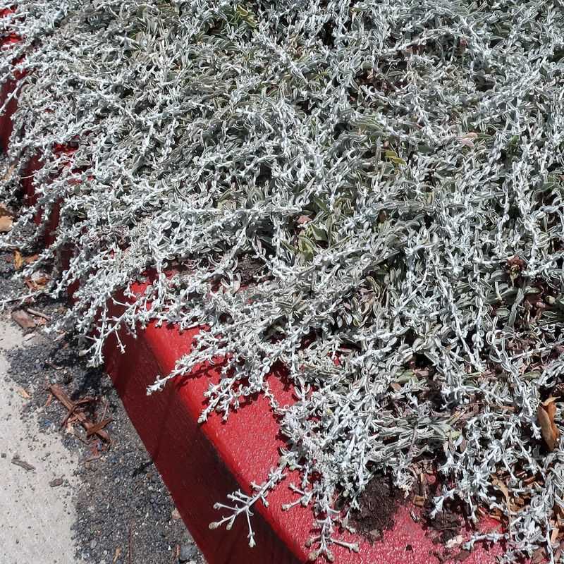 Silvery Foliage Helps Reflect Harsh Sun Silvery Foliage Helps Reflect Harsh Sun
