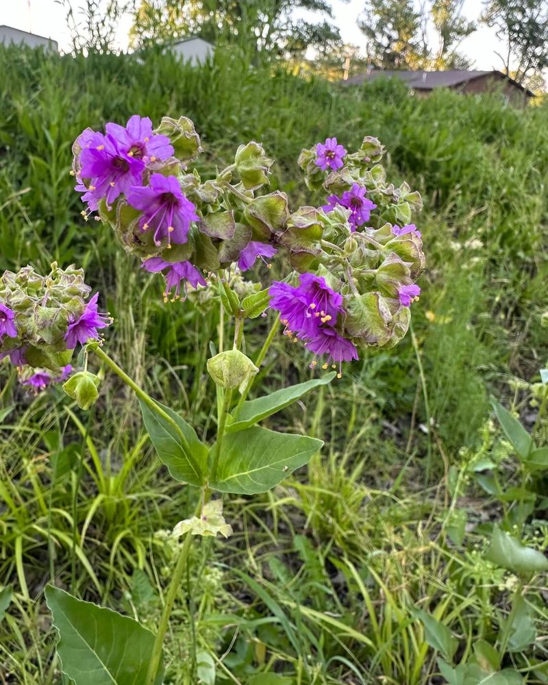 Similar Plants At The Same Height Are Vulnerable Similar Plants At The Same Height Are Vulnerable