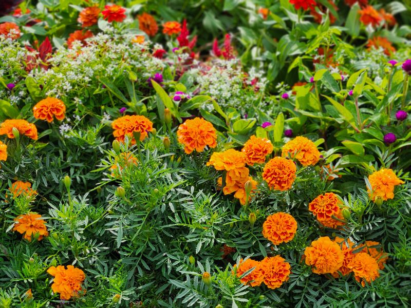 Simple Adjustments To Save Your Summer Flower Beds