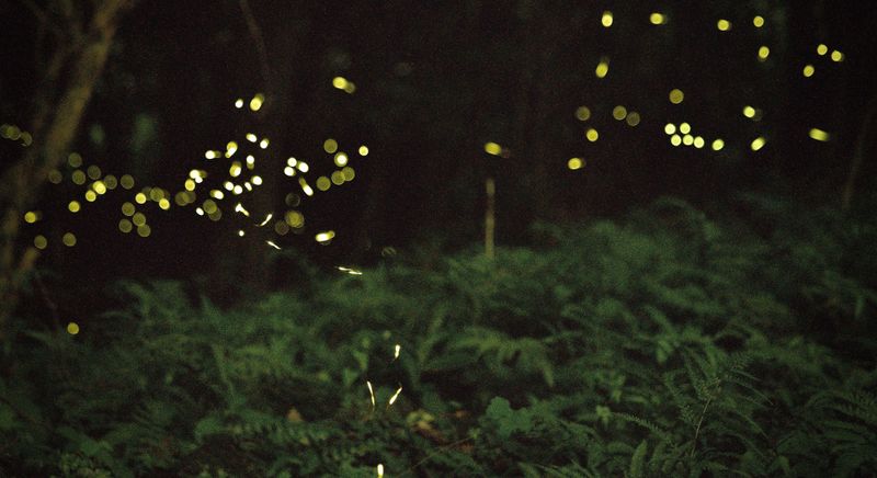 Simple Backyard Changes That Bring Fireflies Back Simple Backyard Changes That Bring Fireflies Back