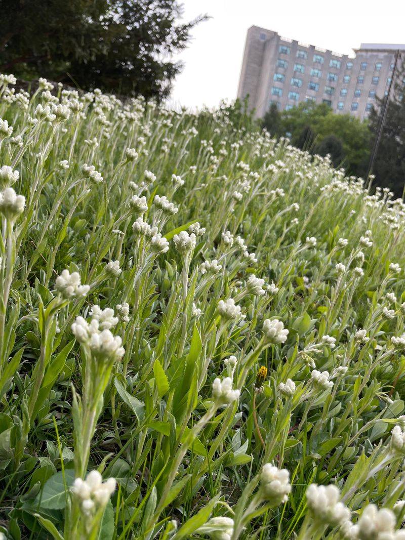 Simple Care Keeps The Border Looking Natural Simple Care Keeps The Border Looking Natural