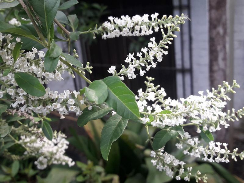 Simple Care That Keeps The Blooms Coming All Summer Simple Care That Keeps The Blooms Coming All Summer