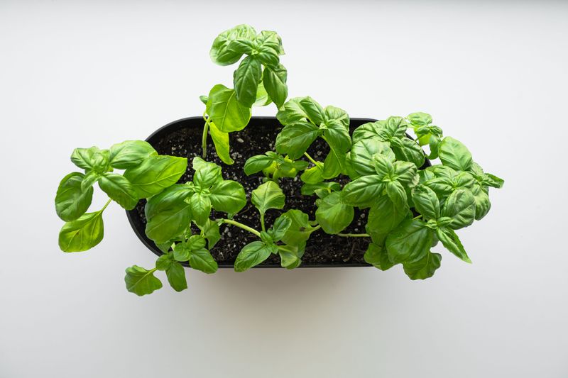 Simple Care Tips For Container-Grown Basil