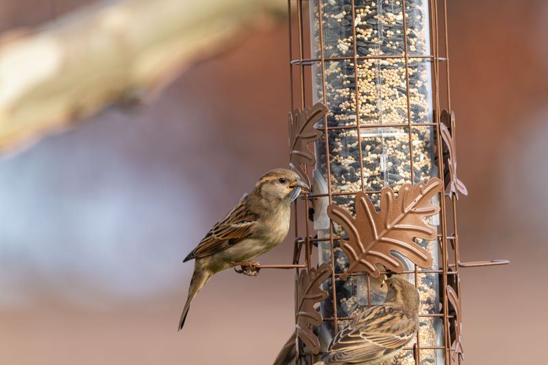 Simple Changes That Protect Wisconsin Birds
