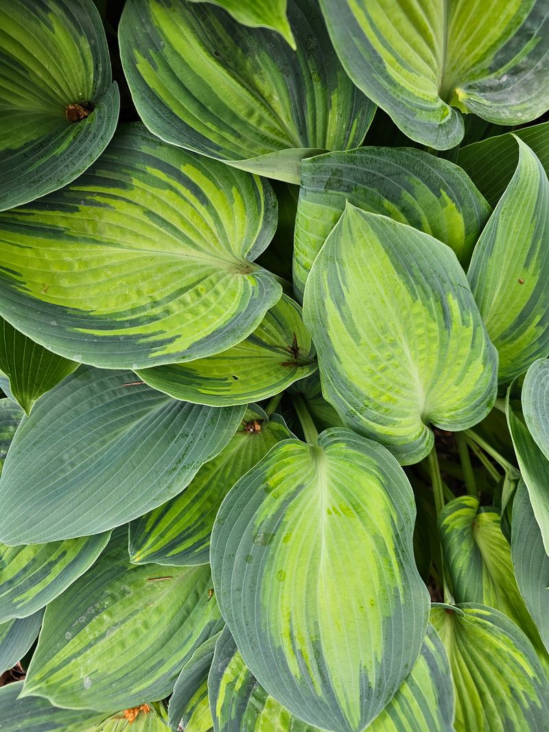 Simple Fixes To Keep Minnesota Hostas Looking Healthy Simple Fixes To Keep Minnesota Hostas Looking Healthy