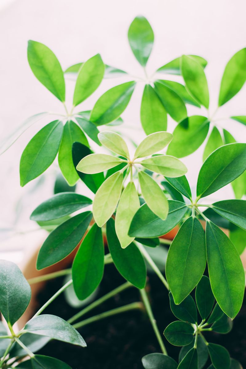 Simple Fixes To Restore A Healthy Schefflera