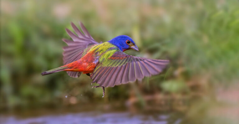 Simple Habits That Bring Painted Buntings Back To Your Texas Garden Every Year