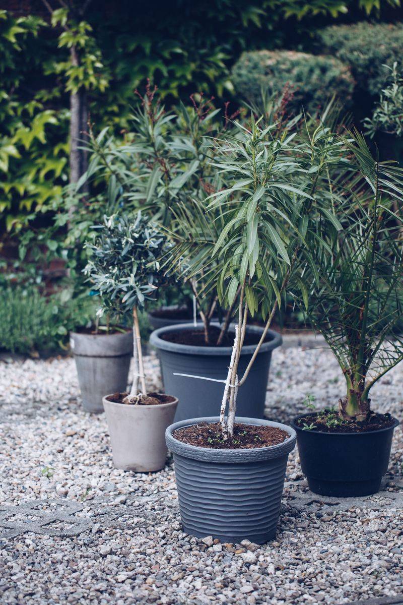 Simple Habits To Keep Container Plants Thriving
