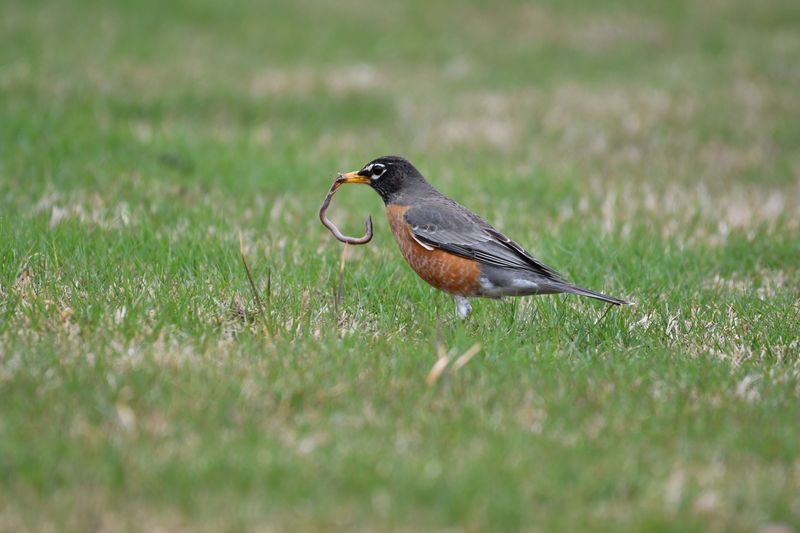 Simple Lawn Changes Support Healthy Robin Activity Simple Lawn Changes Support Healthy Robin Activity