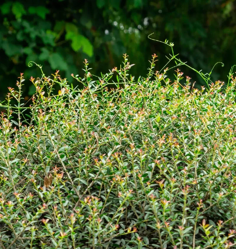 Simple Pruning Can Help Maintain A Neat Appearance Simple Pruning Can Help Maintain A Neat Appearance