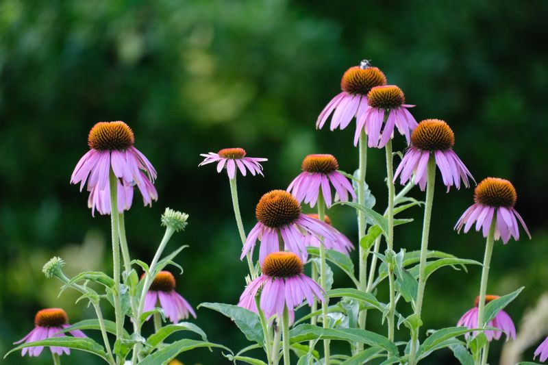 Simple Steps To Encourage Natural Reseeding Simple Steps To Encourage Natural Reseeding