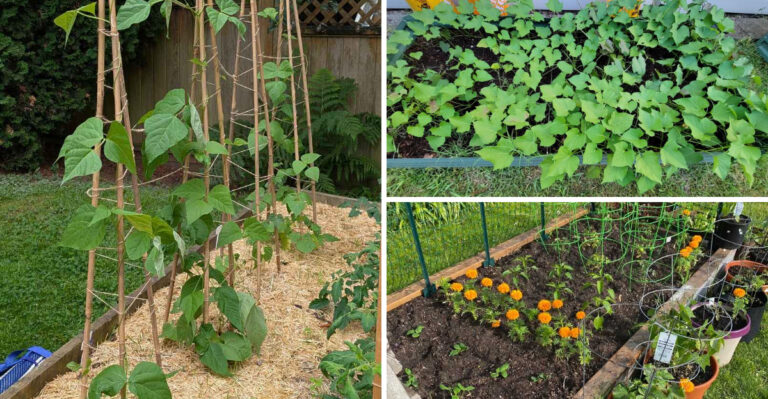 Simple Tricks To Keep Your Raised Beds Looking Full All Season