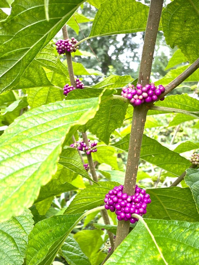Simple Ways To Use This Shrub For A Tick-Resistant Landscape Simple Ways To Use This Shrub For A Tick-Resistant Landscape