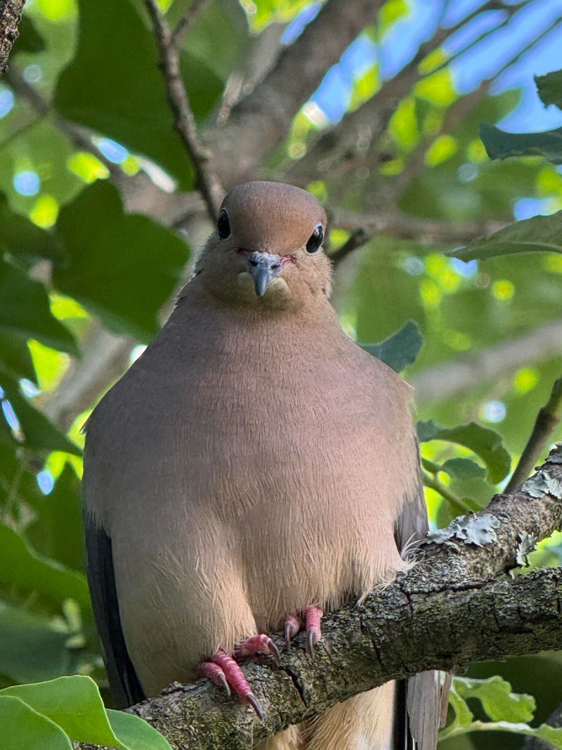 Simple Yard Changes Can Prevent Future Nesting Simple Yard Changes Can Prevent Future Nesting