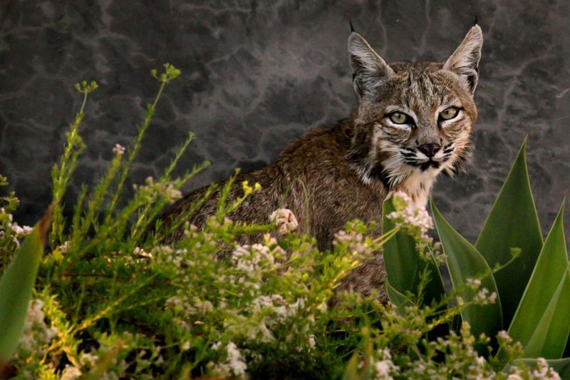 Simple Yard Changes Help Keep Bobcats Away Simple Yard Changes Help Keep Bobcats Away