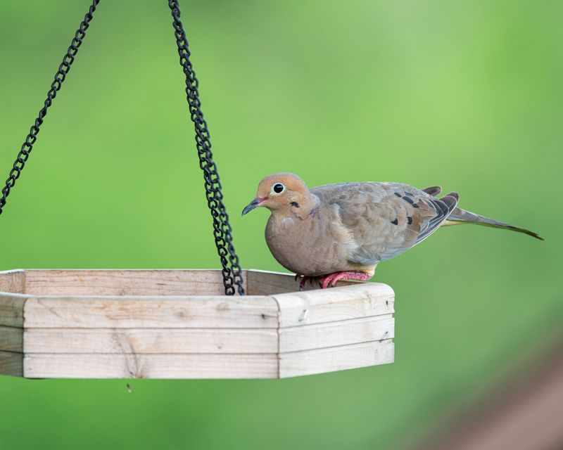 Simple Yard Choices Encourage Repeat Nesting Simple Yard Choices Encourage Repeat Nesting