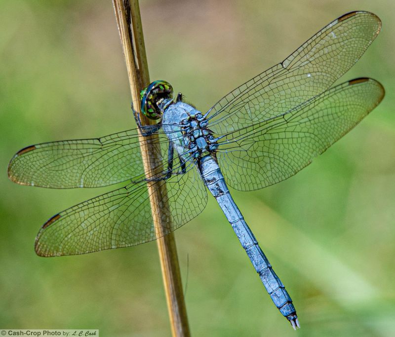 Simple Yard Features Keep Dragonflies Coming Back Simple Yard Features Keep Dragonflies Coming Back