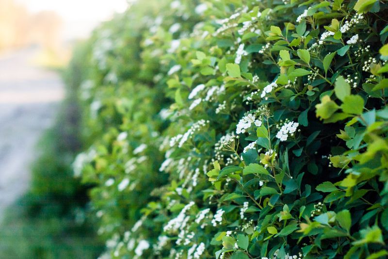 Simpson's Stopper Replaces Boundary Hedges