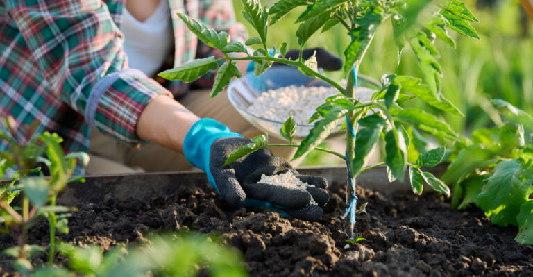 fertilizing tomatoes