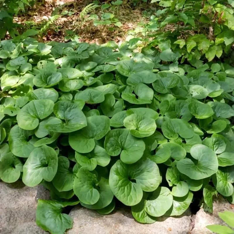 Site Conditions Matter More Than Plant Category Site Conditions Matter More Than Plant Category