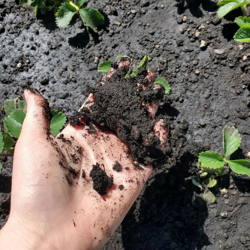 Sitting In Soil That Stays Too Wet Sitting In Soil That Stays Too Wet