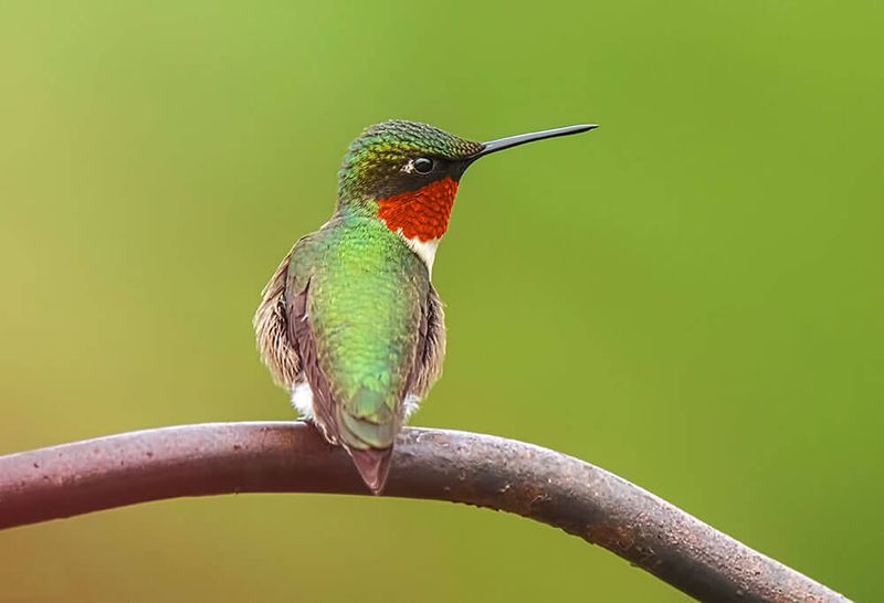 Sitting Quietly Nearby Is Normal Energy-Saving Behavior