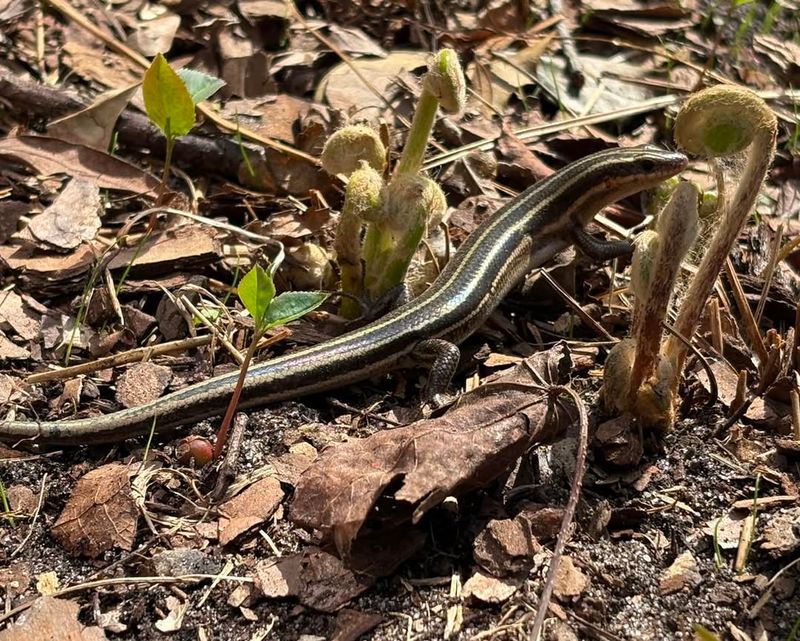 Skinks Signal Living Soil
