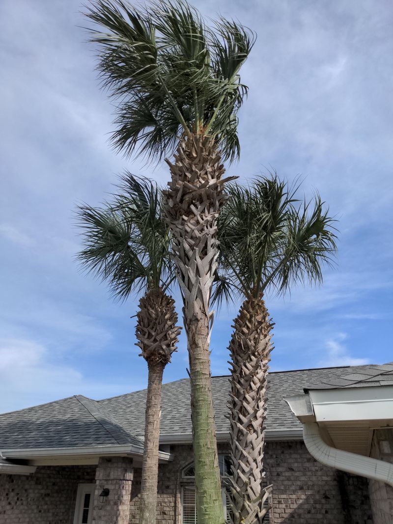 Skinning Palms Can Stress The Tree Skinning Palms Can Stress The Tree