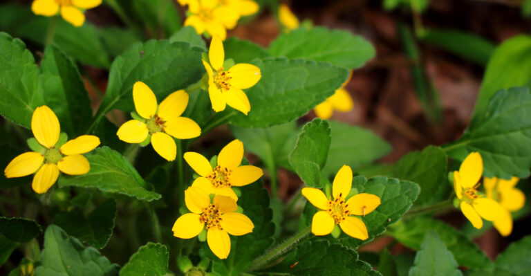 carolina green and gold