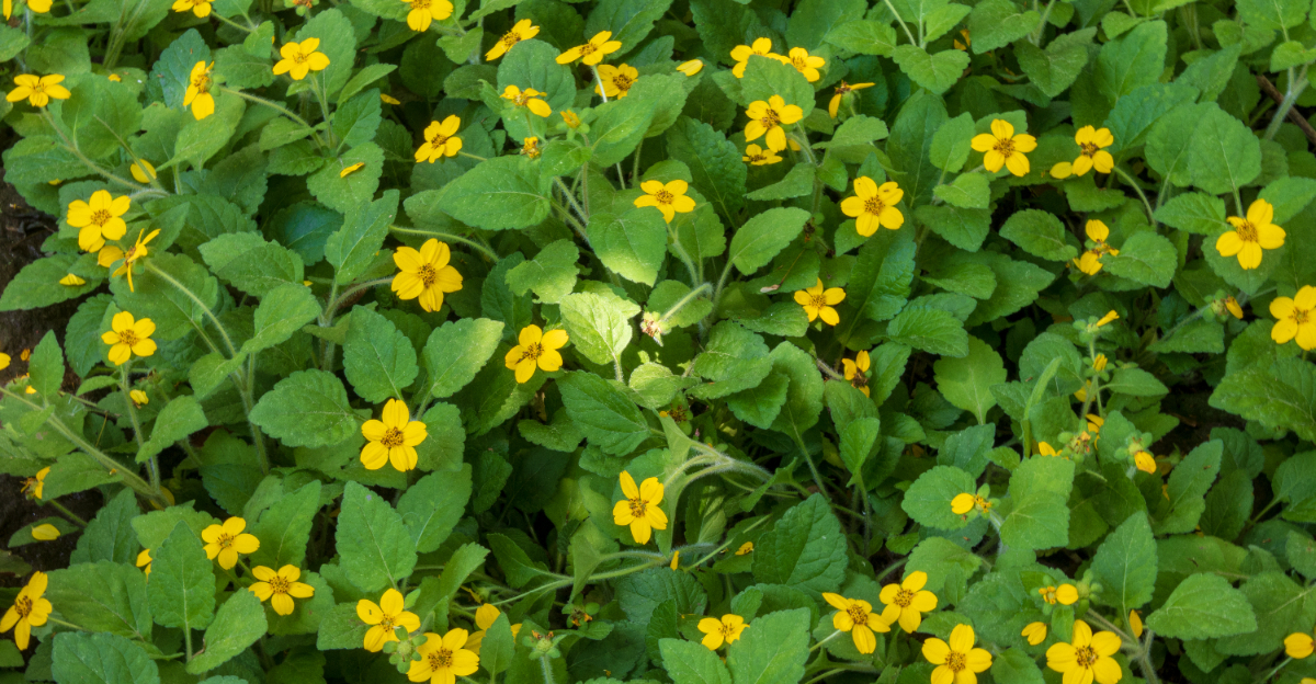 green and gold