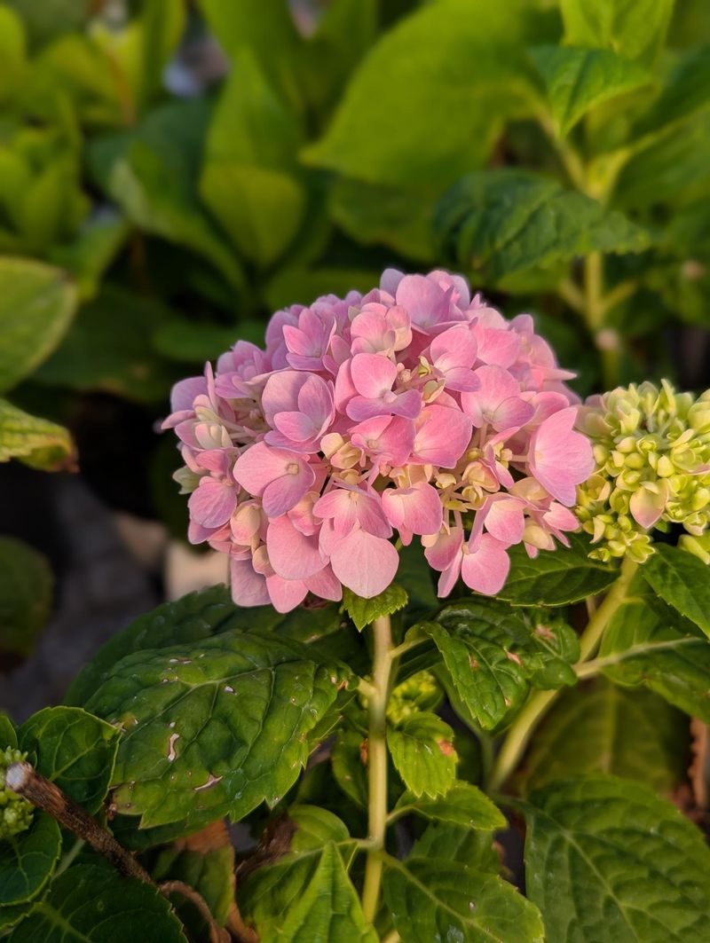 Skip August Pruning On Bigleaf Hydrangeas