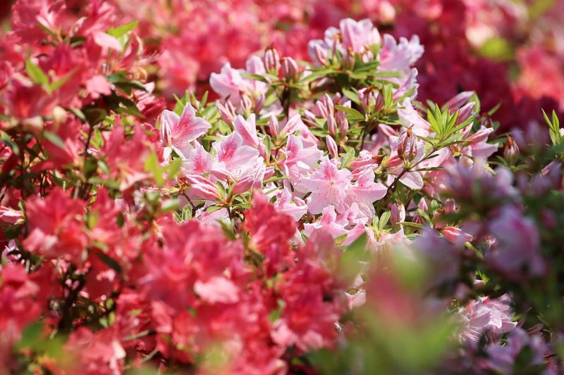 Skip Azaleas Before You Cut Off Spring Color Skip Azaleas Before You Cut Off Spring Color
