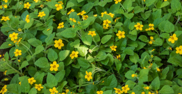Skip Bare Soil Around North Carolina Shrubs, And Use This Living Groundcover Before Weeds Take Over