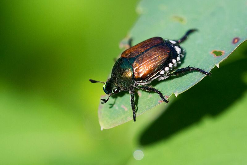 Skip Beetle Traps Skip Beetle Traps