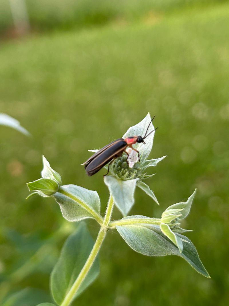 Skip Broad Lawn Sprays