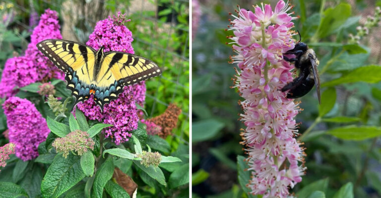 Skip Butterfly Bush In North Carolina Pollinator Gardens And Plant This Native Magnet Instead