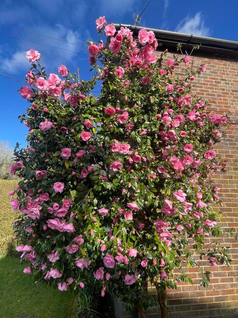 Skip Camellia Pruning Until After Bloom