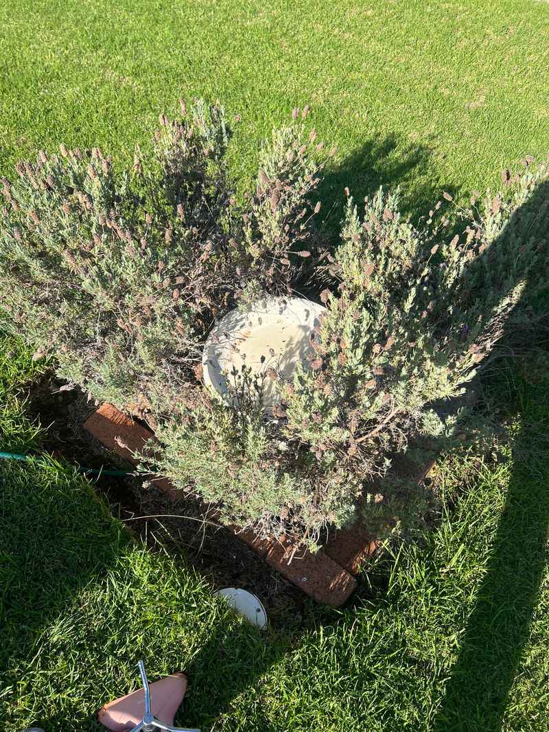 Skip Daily Sprinklers Around Lavender