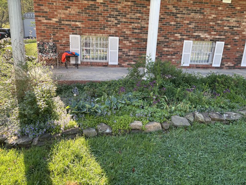 Skip Damp Overgrown Beds Beside Foot Traffic Skip Damp Overgrown Beds Beside Foot Traffic