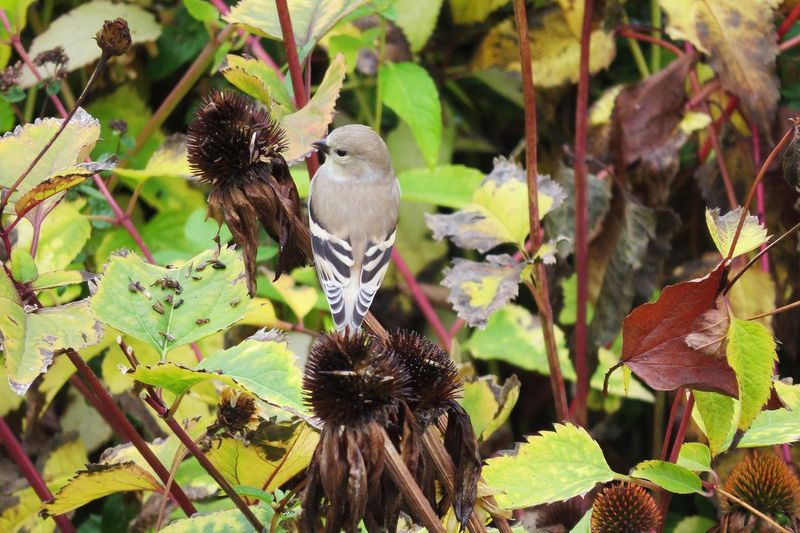 Skip Deadheading Until Early Fall Skip Deadheading Until Early Fall