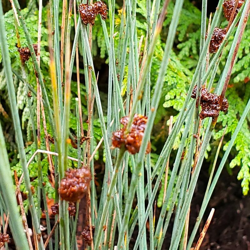 Skip Dense Overplanting In Small Water Features
