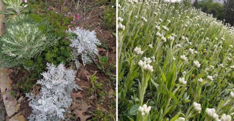 Skip Dusty Miller In North Carolina Front Borders And Plant This Silvery Native Instead