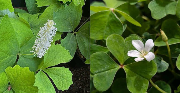 Skip English Ivy Along Your Oregon Walkway And Plant These Natives Instead