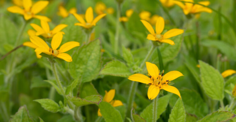 Skip English Ivy Under North Carolina Trees And Plant This Native Groundcover Instead