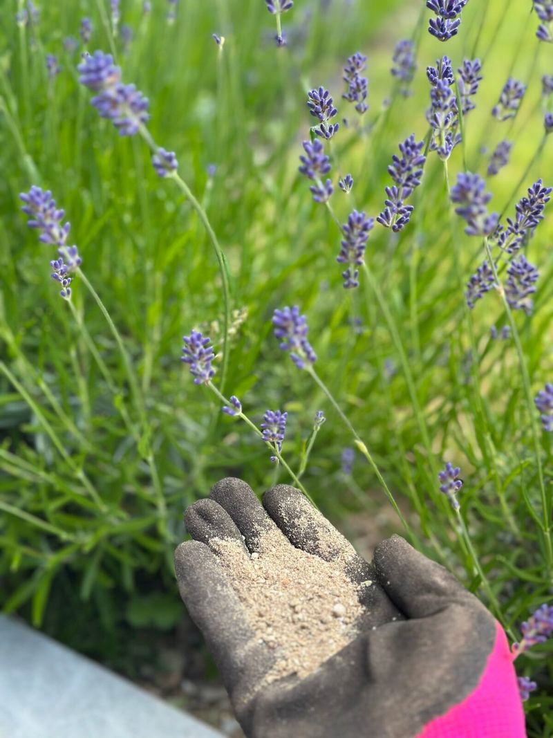 Skip Extra Fertilizer In July