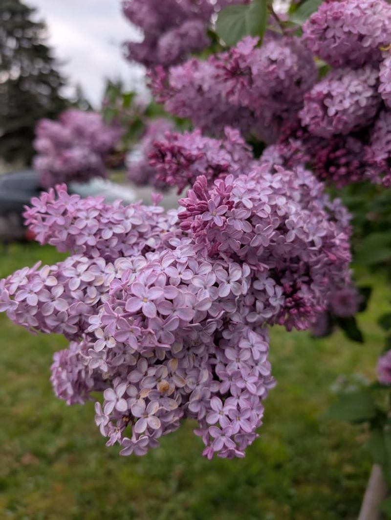 Skip Extra Water On Mature Shrubs And Trees Skip Extra Water On Mature Shrubs And Trees