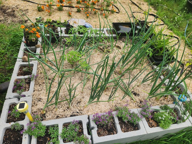 Skip Fertilizer During Heat Stress