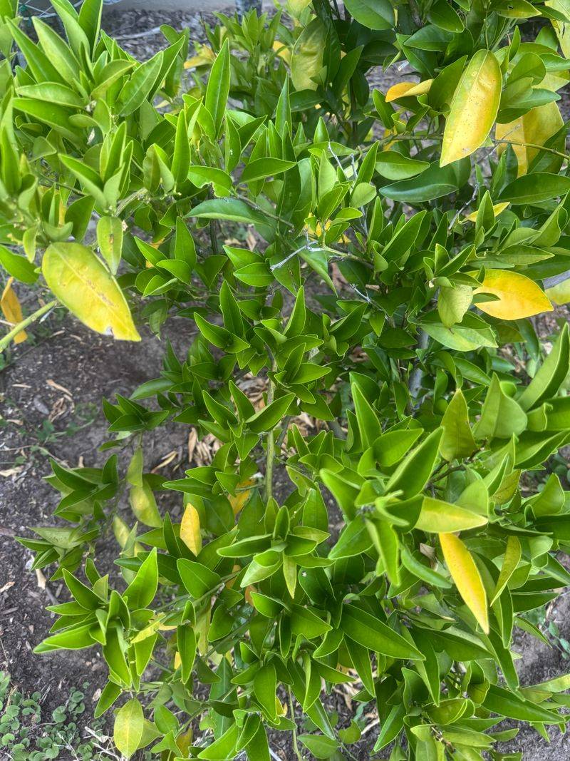Skip Fertilizer During Severe Stress Skip Fertilizer During Severe Stress