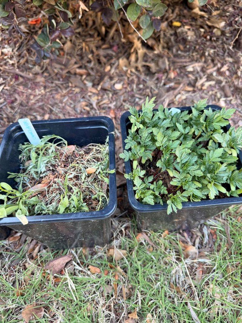 Skip Fertilizer During Stress