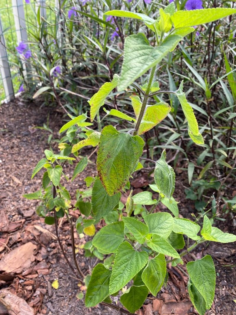 Skip Fertilizer Until New Growth Looks Stronger Skip Fertilizer Until New Growth Looks Stronger